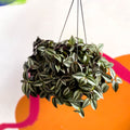 Inch Plant 'Zebrina' - Tradescantia zebrina - Sprouts of Bristol
