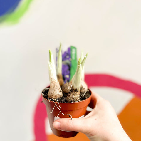Iris reticulata 'Pixie' - Sprouts of Bristol