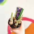 Iris reticulata 'Pixie' - Sprouts of Bristol