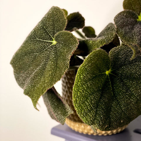 Iron Cross Begonia Rex - Begonia masoniana 'Mountain' - Sprouts of Bristol