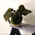 Iron Cross Begonia Rex - Begonia masoniana 'Mountain' - Sprouts of Bristol