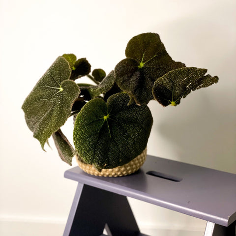 Iron Cross Begonia Rex - Begonia masoniana 'Mountain' - Sprouts of Bristol