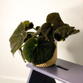 Iron Cross Begonia Rex - Begonia masoniana 'Mountain' - Sprouts of Bristol