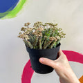 Jade Necklace - Crassula x rupestris f. marnieriana 'Hottentot' - Sprouts of Bristol