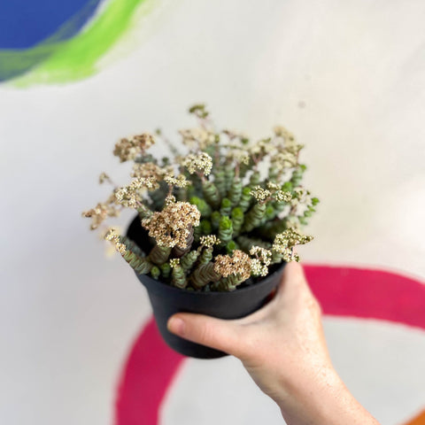 Jade Necklace - Crassula x rupestris f. marnieriana 'Hottentot' - Sprouts of Bristol