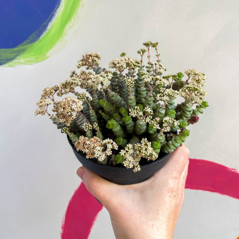 Jade Necklace - Crassula x rupestris f. marnieriana 'Hottentot' - Sprouts of Bristol