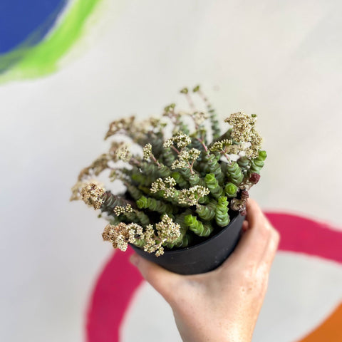 Jade Necklace - Crassula x rupestris f. marnieriana 'Hottentot' - Sprouts of Bristol