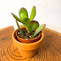 Jade Plant - Crassula ovata - Sprouts of Bristol