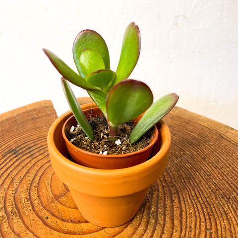 Jade Plant - Crassula ovata - Sprouts of Bristol