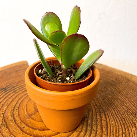 Jade Plant - Crassula ovata - Sprouts of Bristol