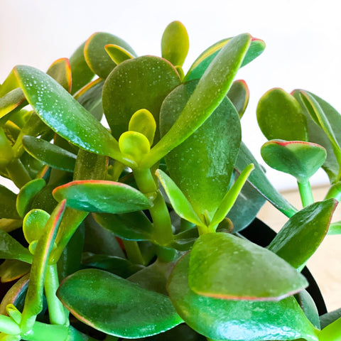 Jade Plant - Crassula ovata 'Sunset' - Sprouts of Bristol