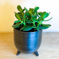 Jade Plant - Crassula ovata 'Sunset' - Sprouts of Bristol