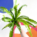 Japanese Bird's Nest Fern - Asplenium antiquum 'Osaka' - Sprouts of Bristol