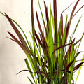 Japanese Blood Grass - Imperata cylindrica 'Red Baron' - Sprouts of Bristol