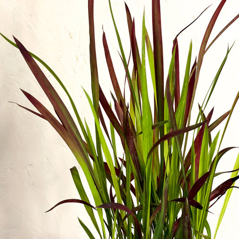 Japanese Blood Grass - Imperata cylindrica 'Red Baron' - Sprouts of Bristol