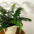 Japanese Holly Fern - Pteris - Sprouts of Bristol