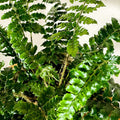 Japanese Holly Fern - Pteris - Sprouts of Bristol