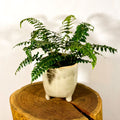 Japanese Holly Fern - Pteris - Sprouts of Bristol