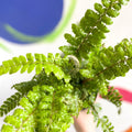 Japanese Lace Fern - Polystichum polyblepharum - British Grown - Hardy Evergreen Fern - Sprouts of Bristol