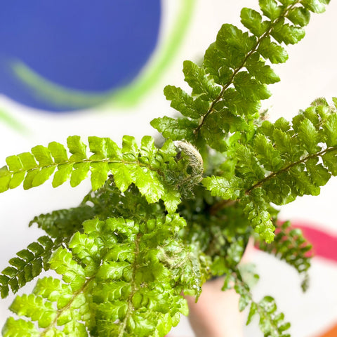 Japanese Lace Fern - Polystichum polyblepharum - British Grown - Hardy Evergreen Fern - Sprouts of Bristol