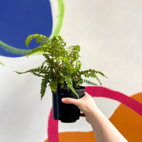Japanese Lace Fern - Polystichum polyblepharum - British Grown - Hardy Evergreen Fern - Sprouts of Bristol