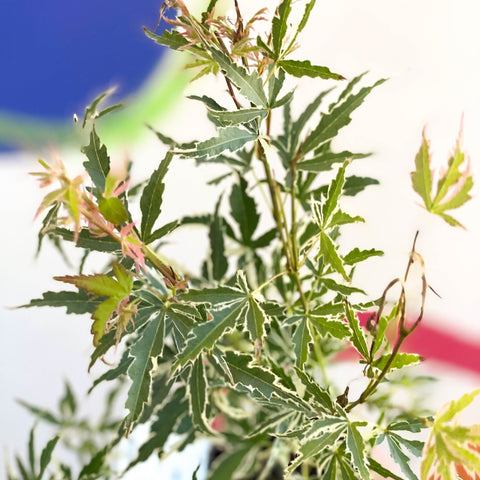 Japanese Maple - Acer palmatum 'Butterfly' - Sprouts of Bristol