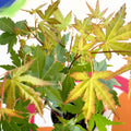 Japanese Maple - Acer palmatum 'Green Globe' - Sprouts of Bristol