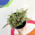 Japanese Painted Fern - Athyrium niponicum metallicum - British Grown - Hardy Deciduous Fern - Sprouts of Bristol