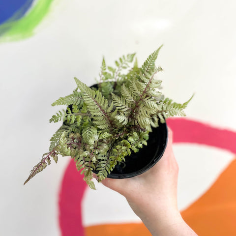 Japanese Painted Fern - Athyrium niponicum metallicum - British Grown - Hardy Deciduous Fern - Sprouts of Bristol