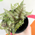 Japanese Painted Fern - Athyrium niponicum metallicum - British Grown - Hardy Deciduous Fern - Sprouts of Bristol