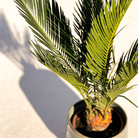 Japanese Sago Palm - Cycas revoluta - Sprouts of Bristol