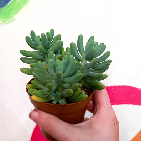 Jelly Bean Plant - Sedum pachyphyllum - Sprouts of Bristol