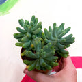 Jelly Bean Plant - Sedum pachyphyllum - Sprouts of Bristol
