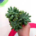 Jelly Bean Plant - Sedum pachyphyllum - Sprouts of Bristol