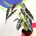 Jewel Alocasia - Alocasia amazonica 'Bambino Arrow' - Sprouts of Bristol