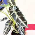 Jewel Alocasia - Alocasia amazonica 'Bambino Arrow' - Sprouts of Bristol