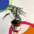 Jewel Alocasia - Alocasia amazonica 'Bambino Arrow' - British Grown - Sprouts of Bristol
