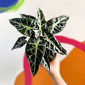 Jewel Alocasia - Alocasia amazonica 'Bambino Arrow' - British Grown - Sprouts of Bristol
