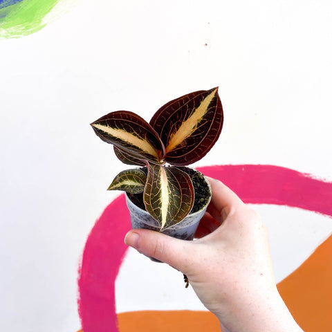 Jewel Orchid - Anoectochilus 'Amber' - Sprouts of Bristol