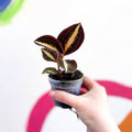 Jewel Orchid - Anoectochilus 'Amber' - Sprouts of Bristol