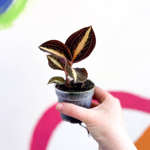 Jewel Orchid - Anoectochilus 'Amber' - Sprouts of Bristol