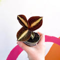 Jewel Orchid - Anoectochilus 'Amber' - Sprouts of Bristol