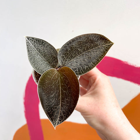Jewel Orchid - Anoectochilus 'Onyx' - Sprouts of Bristol