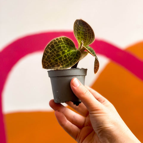 Jewel Orchid - Dossinochilus 'Dreamcatcher' - Sprouts of Bristol