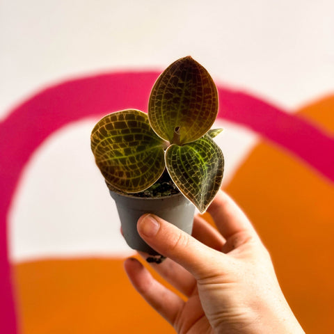 Jewel Orchid - Dossinochilus 'Dreamcatcher' - Sprouts of Bristol