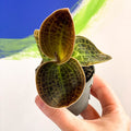 Jewel Orchid - Dossinochilus 'Dreamcatcher' - Sprouts of Bristol
