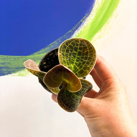 Jewel Orchid - Dossinochilus 'Dreamcatcher' - Sprouts of Bristol