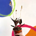 Jewel Orchid - Ludisia discolor - Sprouts of Bristol