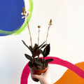 Jewel Orchid - Ludisia discolor - Sprouts of Bristol