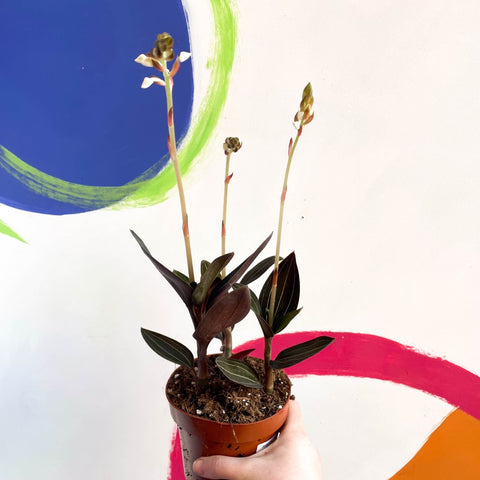 Jewel Orchid - Ludisia discolor - Sprouts of Bristol